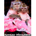 Аренда Обезьянок