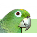 Зелёный попугай, ветеринарная клиника